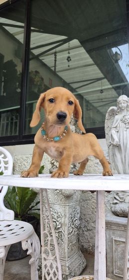 พิเศษรับสงกรานต์ ดัชชุนขนสั้นสีน้ำตาลครีมเพศผู้ พร้อมย้ายบ้าน มีใบเพ็ด