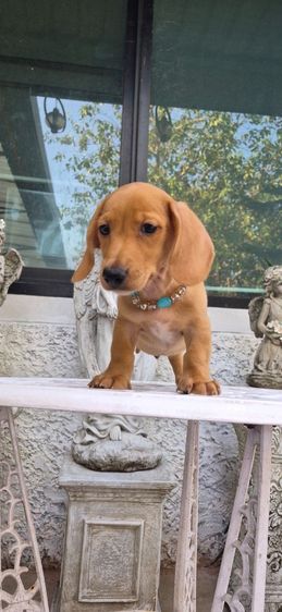 พิเศษรับสงกรานต์ ดัชชุนขนสั้นสีน้ำตาลครีมเพศผู้ พร้อมย้ายบ้าน มีใบเพ็ด รูปที่ 2