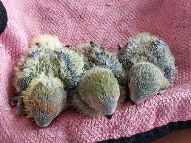 เลิฟเบิร์ดไม่ขอบตา  รูปที่ 6