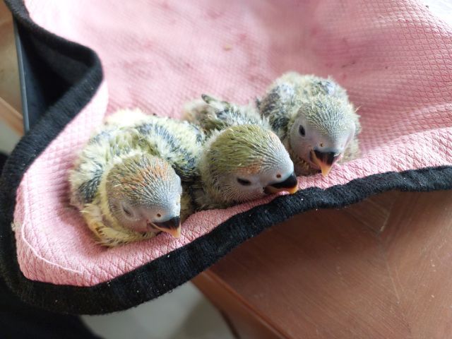 เลิฟเบิร์ดไม่ขอบตา  รูปที่ 4