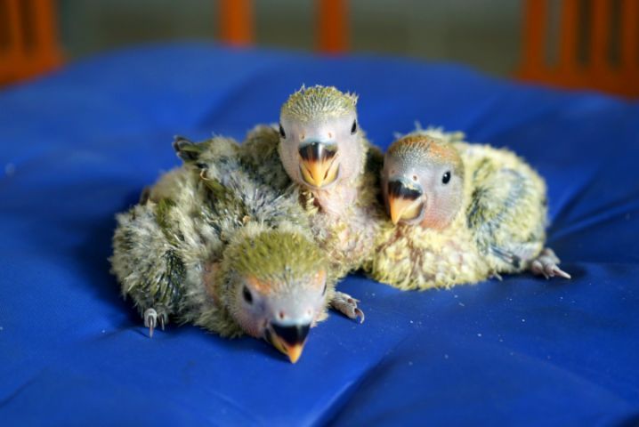 เลิฟเบิร์ดไม่ขอบตา 