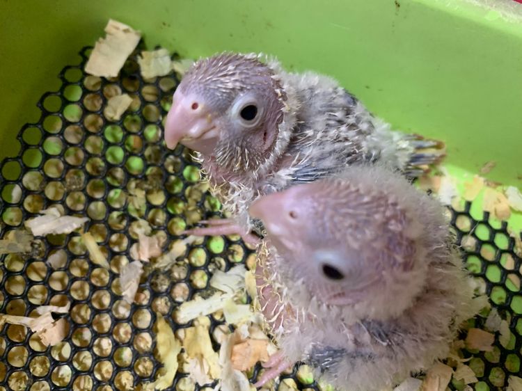 กรีนชีค ลูกป้อนกรีนชีสพายแอปเปิ้ล