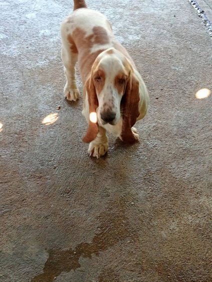 บาสเช็คฮาวด์เมียและผู้ รูปที่ 3