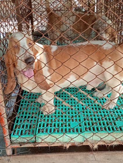 บาสเช็คฮาวด์เมียและผู้ รูปที่ 6