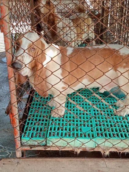 บาสเช็คฮาวด์เมียและผู้ รูปที่ 5