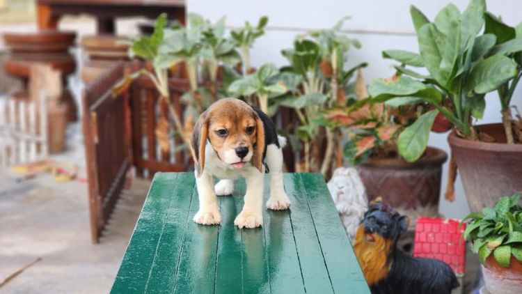 บีเกิ้ล  รูปที่ 7