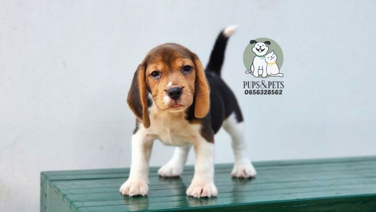 บีเกิ้ล  รูปที่ 13