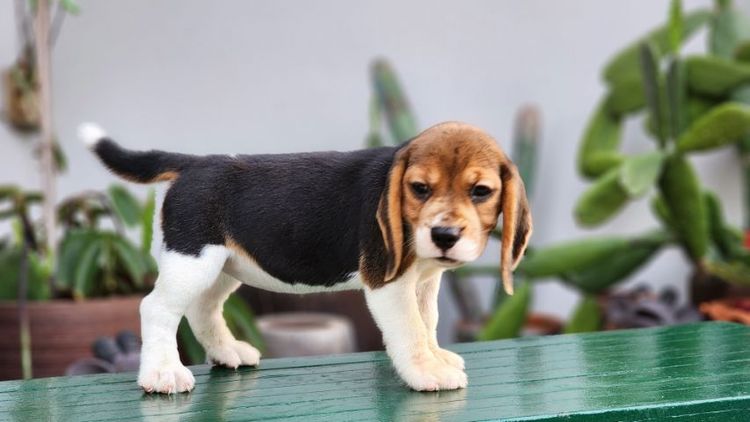 บีเกิ้ล  รูปที่ 8