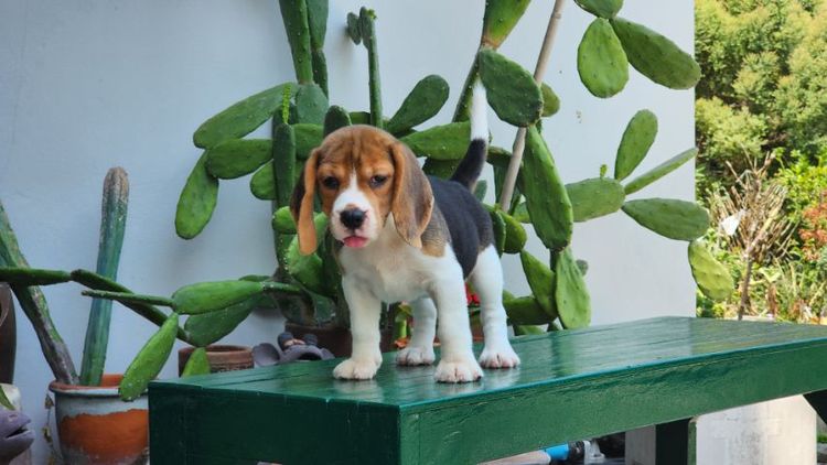 บีเกิ้ล  รูปที่ 11