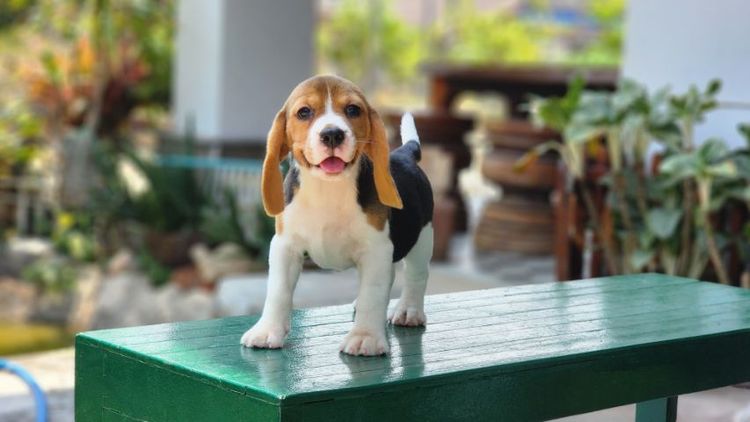 บีเกิ้ล  รูปที่ 9