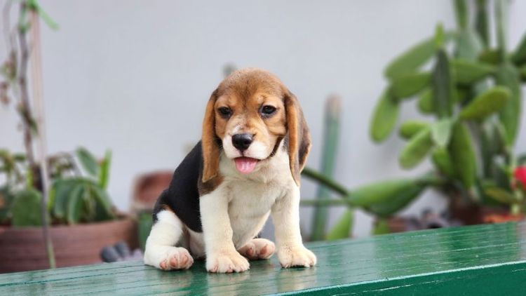 บีเกิ้ล  รูปที่ 5