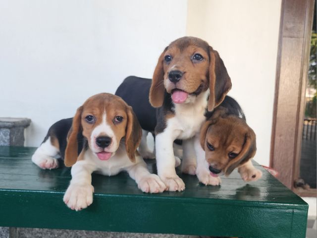 บีเกิ้ล  รูปที่ 3