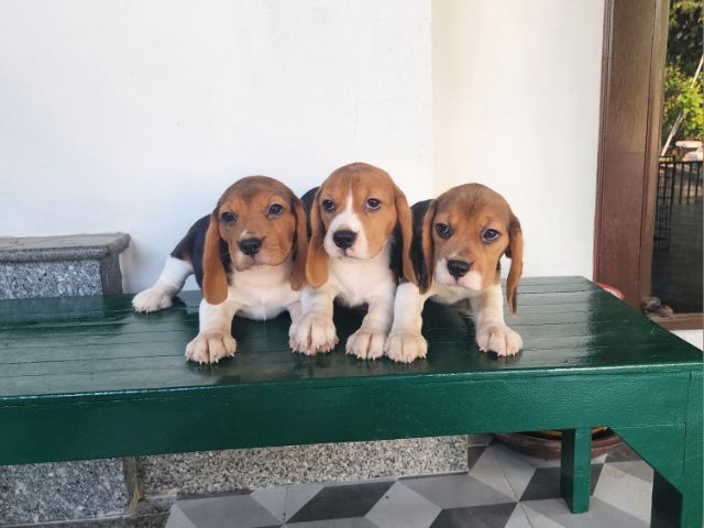 บีเกิ้ล  รูปที่ 6