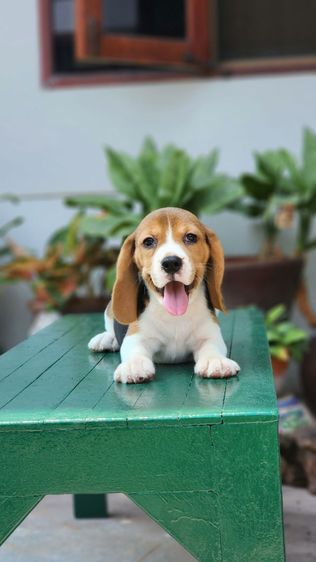 บีเกิ้ล  รูปที่ 10