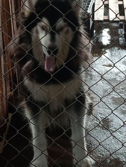 อลาสกามาลามิวเพศเมีย รูปที่ 3