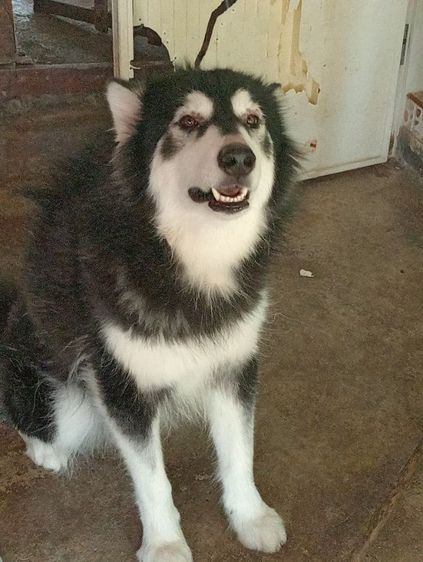 อลาสกามาลามิวเพศเมีย รูปที่ 2