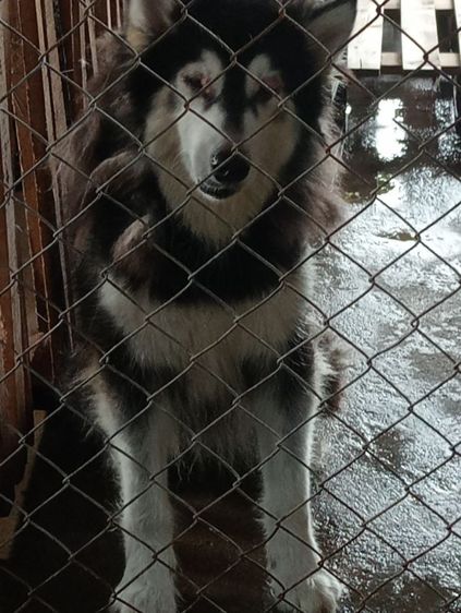 อลาสกามาลามิวเพศเมีย