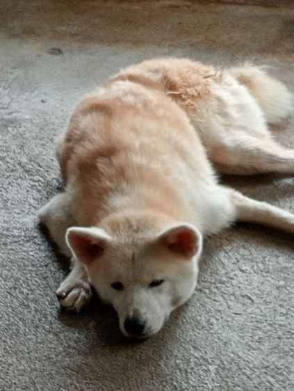 อากีตะเพศผู้และเมีย รูปที่ 6