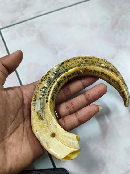 เขี้ยวหมูป่าแฝด เก่ามากๆๆ จารอักขระ รูปที่ 6