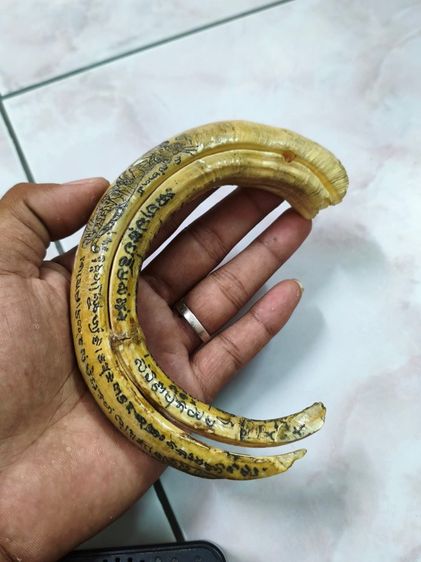 เขี้ยวหมูป่าแฝด เก่ามากๆๆ จารอักขระ