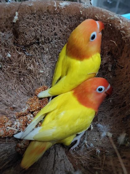 นกเลิฟเบิร์ด