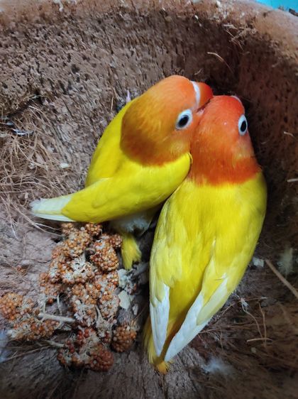 นกเลิฟเบิร์ด รูปที่ 2