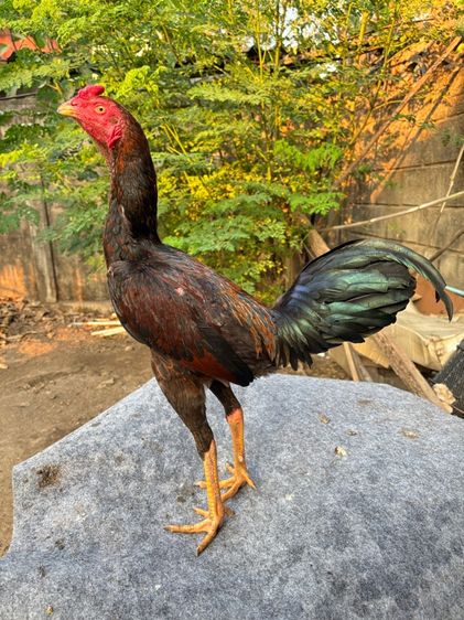 ไก่รุ่น รูปที่ 4