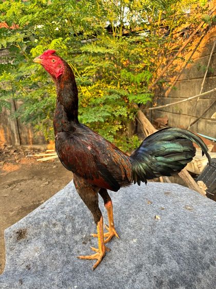 ไก่รุ่น รูปที่ 5