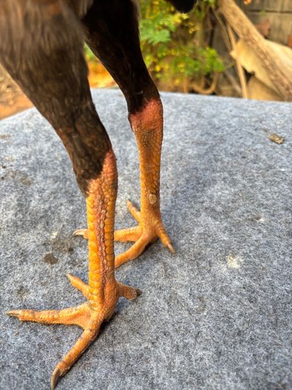 ไก่รุ่น รูปที่ 3