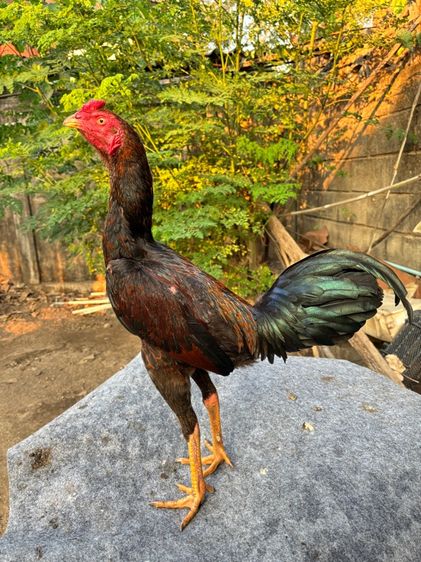 ไก่รุ่น