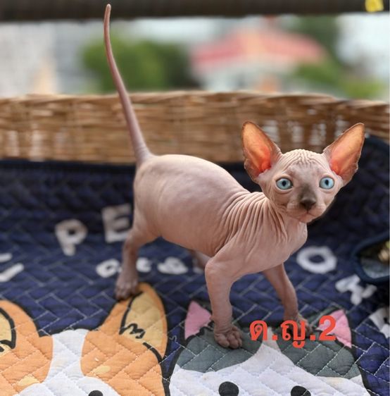 สาวน้อยสฟิงซ์น่ารักๆ รูปที่ 2