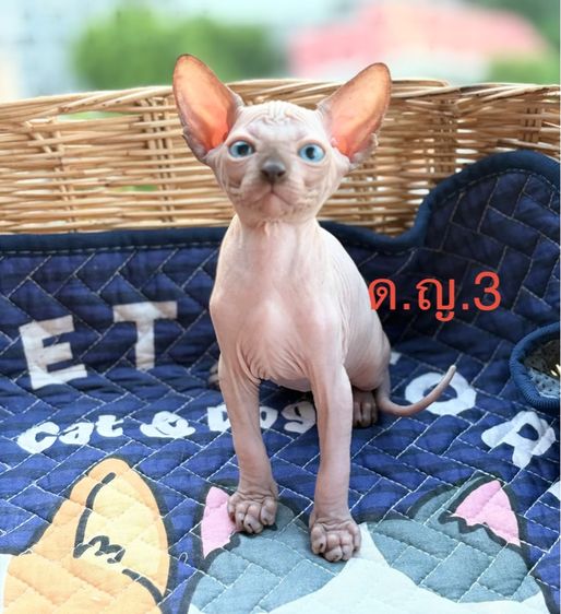 สาวน้อยสฟิงซ์น่ารักๆ รูปที่ 3