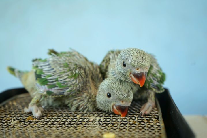 ลูกป้อน ริงเนค  รูปที่ 2