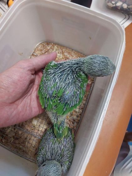 ลูกป้อน ริงเนค  รูปที่ 3