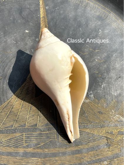 หอยสังข์ เก่าสะสม B1