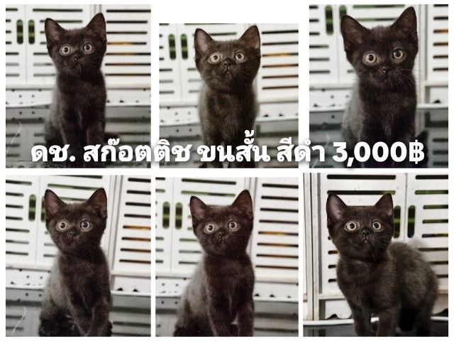   สก๊อตติช  และ บริทิช รูปที่ 13