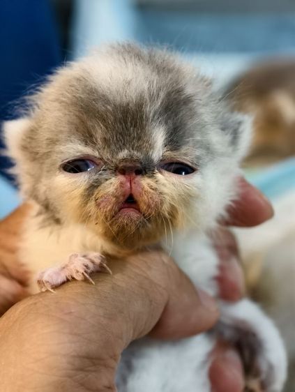 ขายเหมาคอก เอ็กโซติก ขนสั้น หน้าบี้  รูปที่ 4