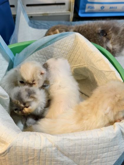 ขายเหมาคอก เอ็กโซติก ขนสั้น หน้าบี้  รูปที่ 5