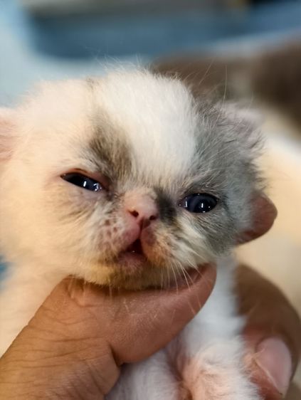 ขายเหมาคอก เอ็กโซติก ขนสั้น หน้าบี้  รูปที่ 3