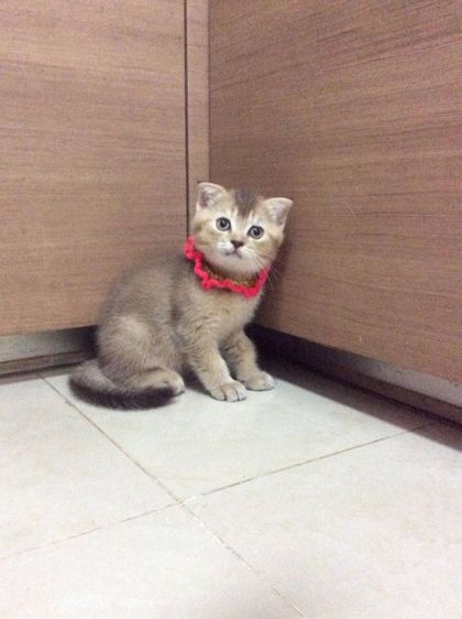 น้องแมวสก็อตติช เพศผู้ อายุ2เดือน รูปที่ 3