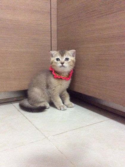น้องแมวสก็อตติช เพศผู้ อายุ2เดือน รูปที่ 4