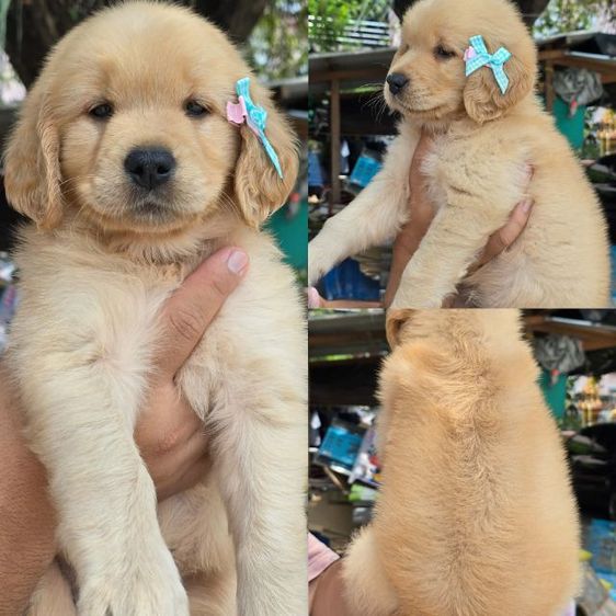 ลูกสุนัขโกลเด้นแท้ คุณภาพ ราคาโปร 4,900