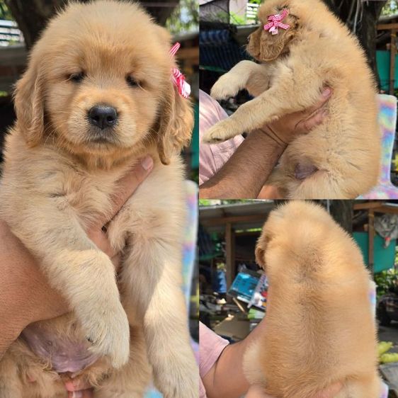 ลูกสุนัขโกลเด้นแท้ คุณภาพ ราคาโปร 4,900 รูปที่ 2