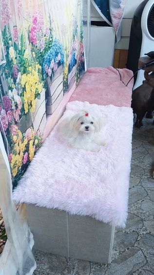 มอลทีสเกาหลี ทีคัพ