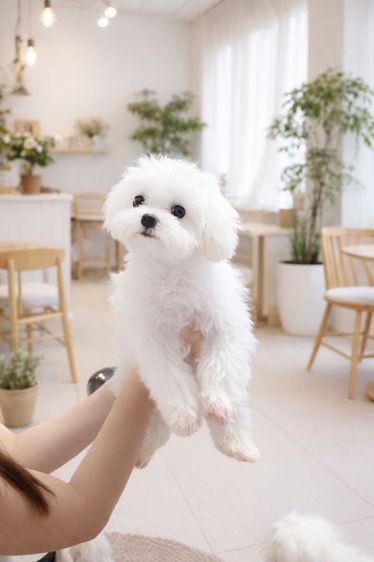 มอลทีสเกาหลี