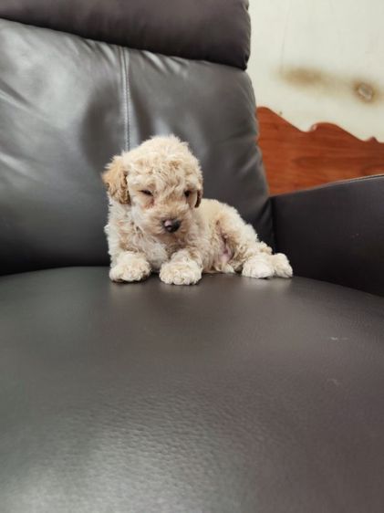 พุดเดิ้ลทอย เพศผู้จังหวัดอุดรธานี รูปที่ 3