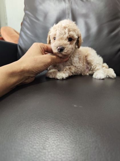 พุดเดิ้ลทอย เพศผู้จังหวัดอุดรธานี รูปที่ 2