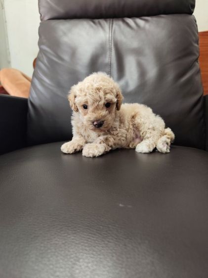 พุดเดิ้ล (Poodle) เล็ก พุดเดิ้ลทอย เพศผู้จังหวัดอุดรธานี