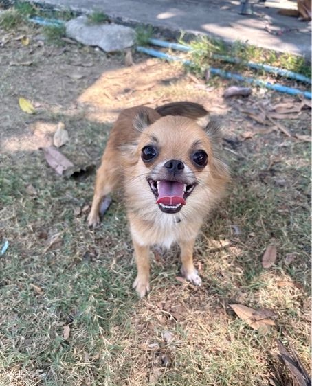 ชิวาวาแท้ ขนยาว แม่พันธุ์ เคยมีลูกแล้ว 1 คอก คลอดเองได้ 