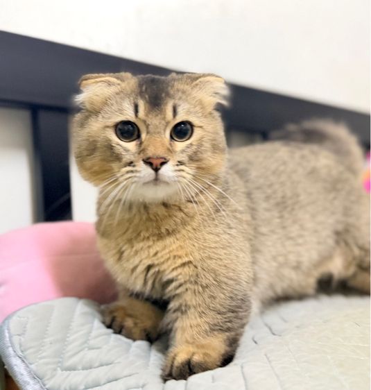 มัชกิ้นชาย 5 เดือน พร้อมย้าย